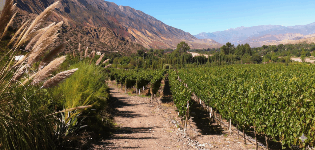 Vinhedos na Quebrada de Humahuaca
